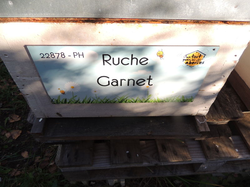 La ruche Garnet