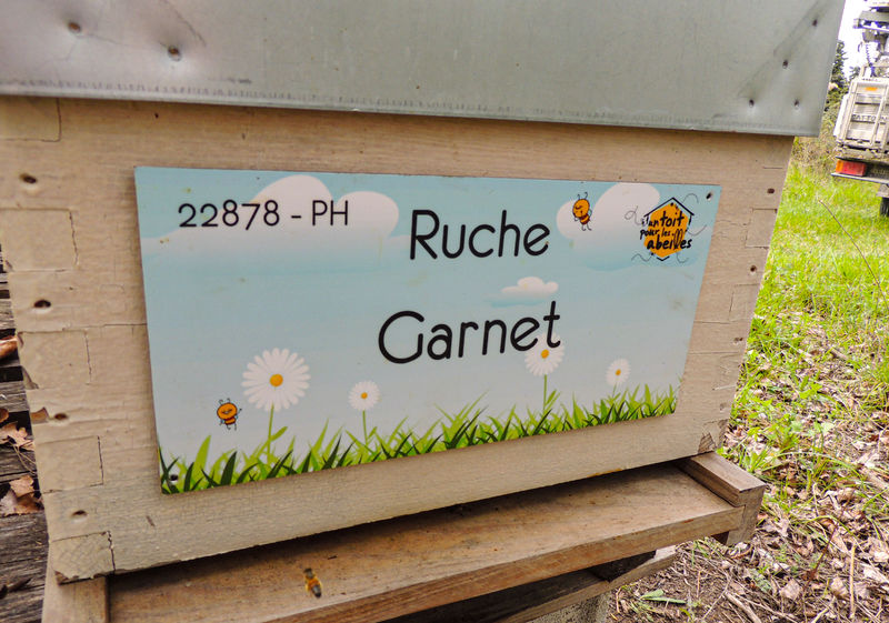 La ruche Garnet