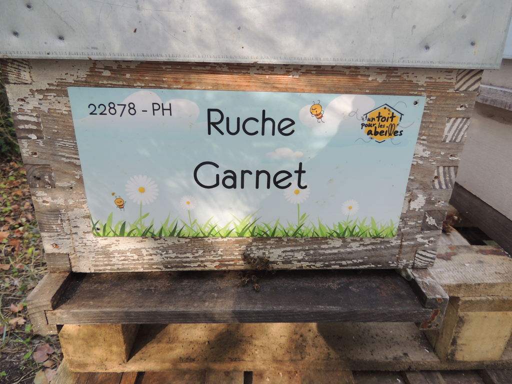 La ruche Garnet