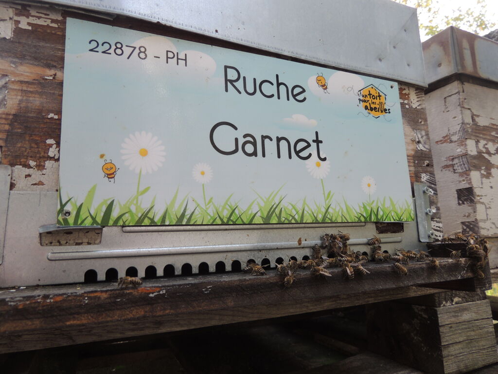 La ruche Garnet