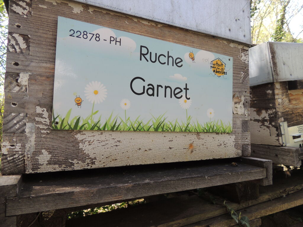 La ruche Garnet