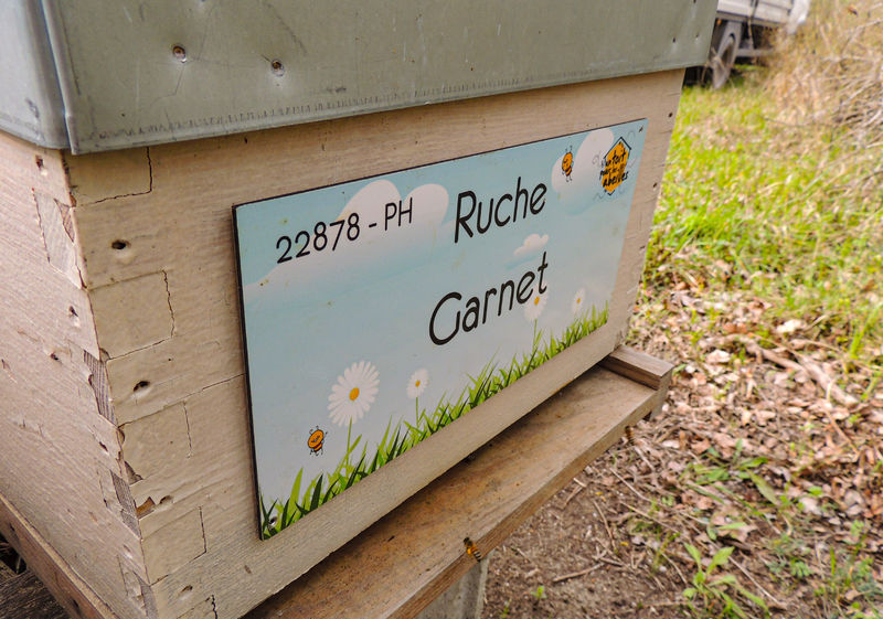 La ruche Garnet
