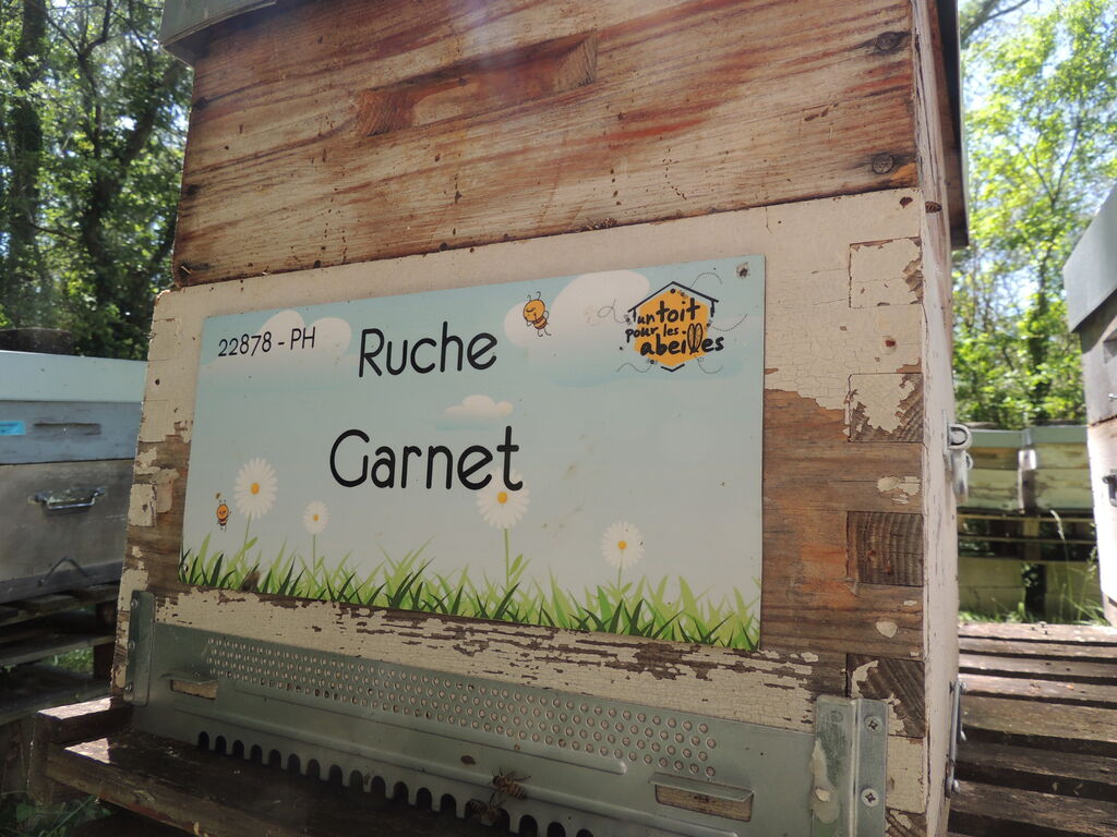 La ruche Garnet