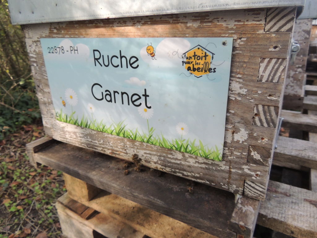 La ruche Garnet