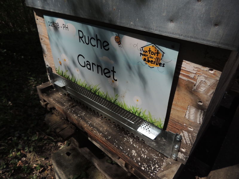 La ruche Garnet