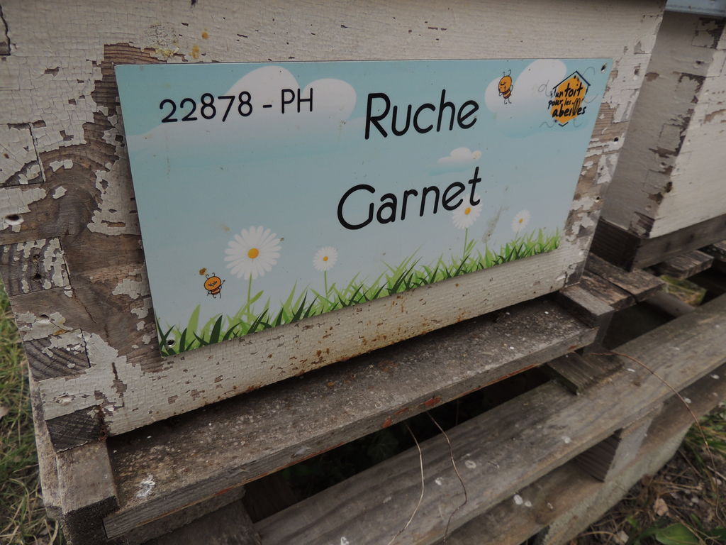 La ruche Garnet
