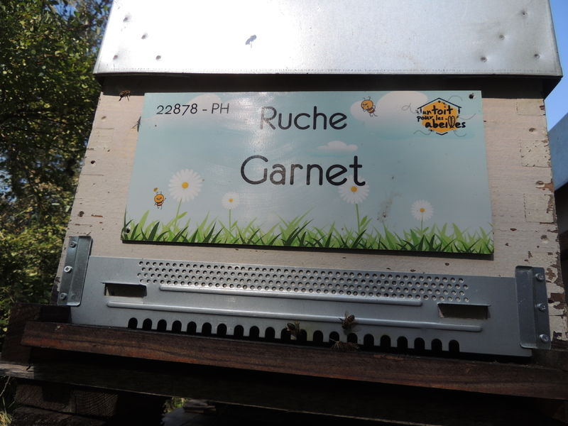 La ruche Garnet