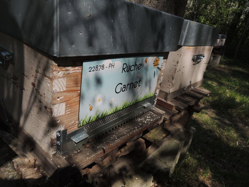 La ruche Garnet