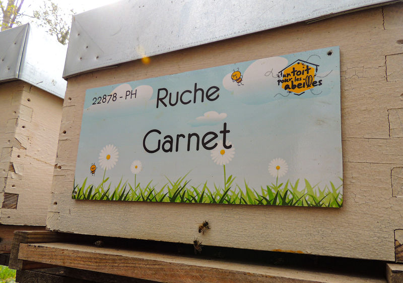 La ruche Garnet