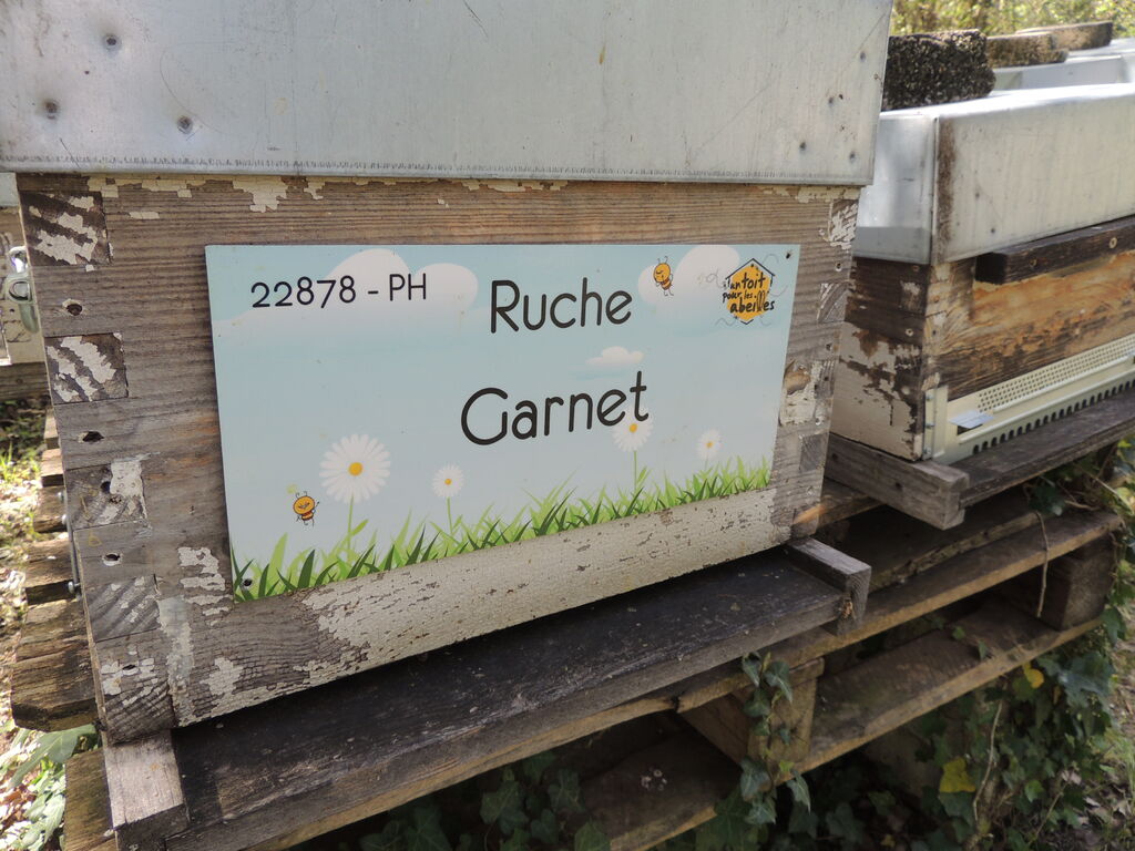 La ruche Garnet