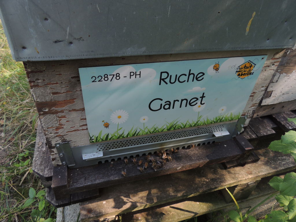 La ruche Garnet