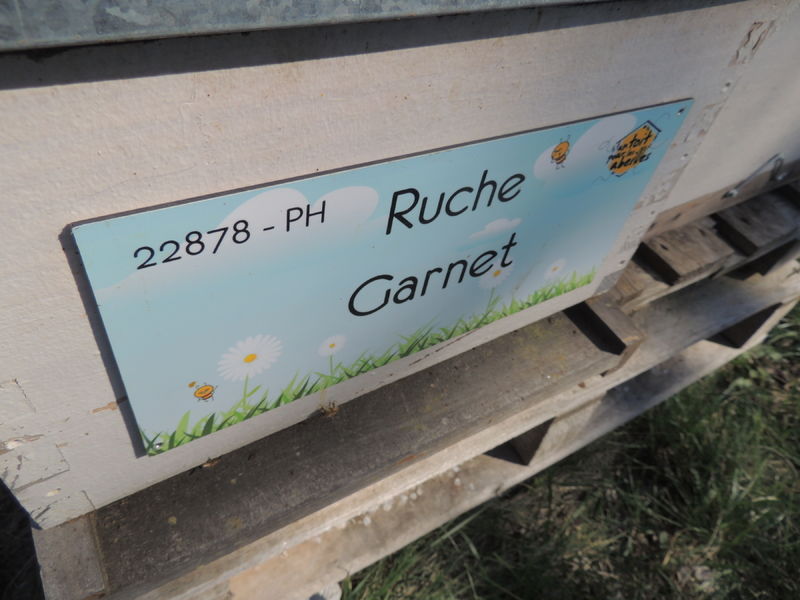 La ruche Garnet