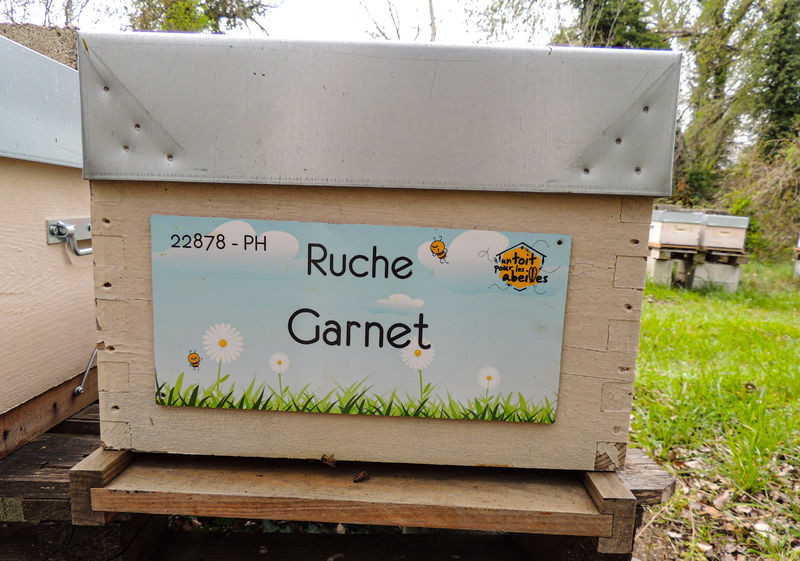 La ruche Garnet