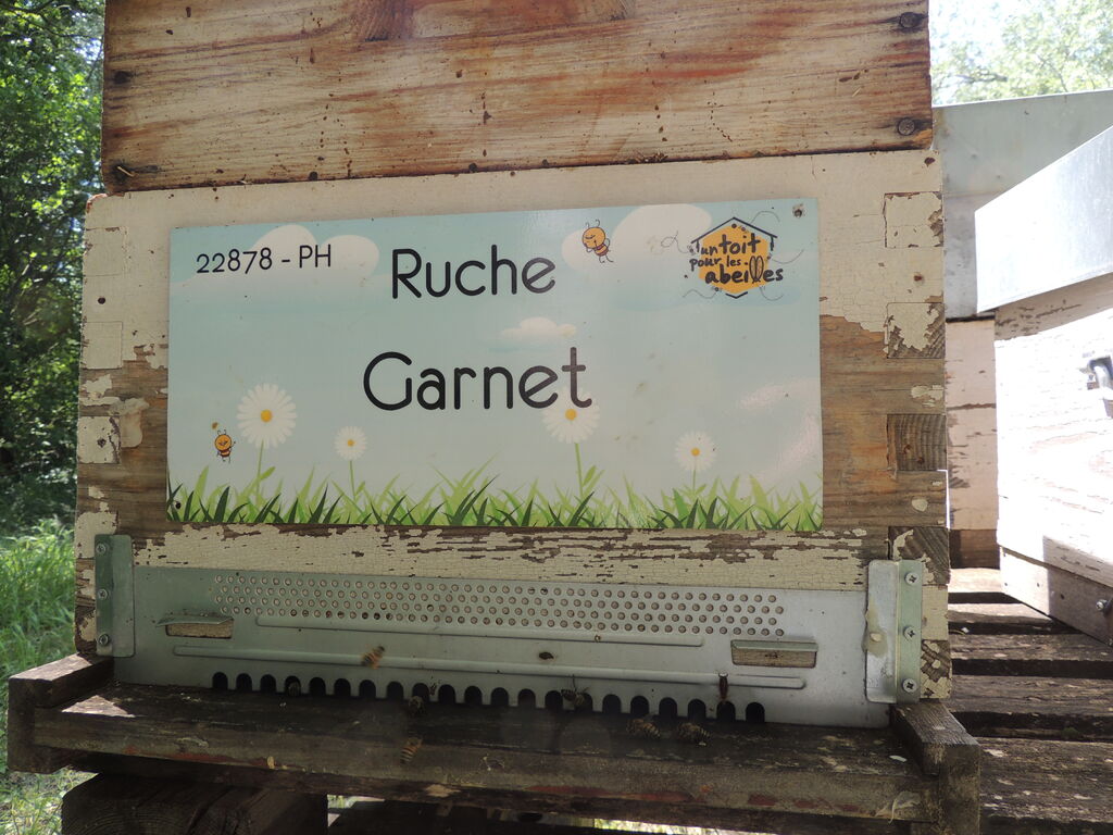 La ruche Garnet