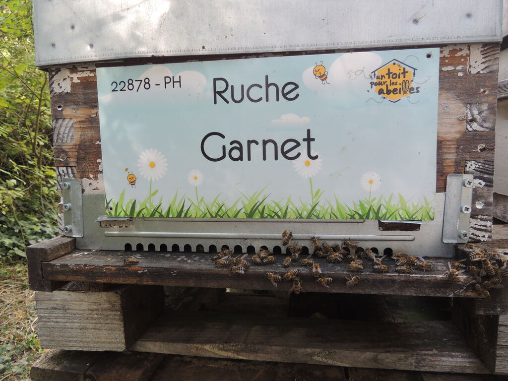 La ruche Garnet