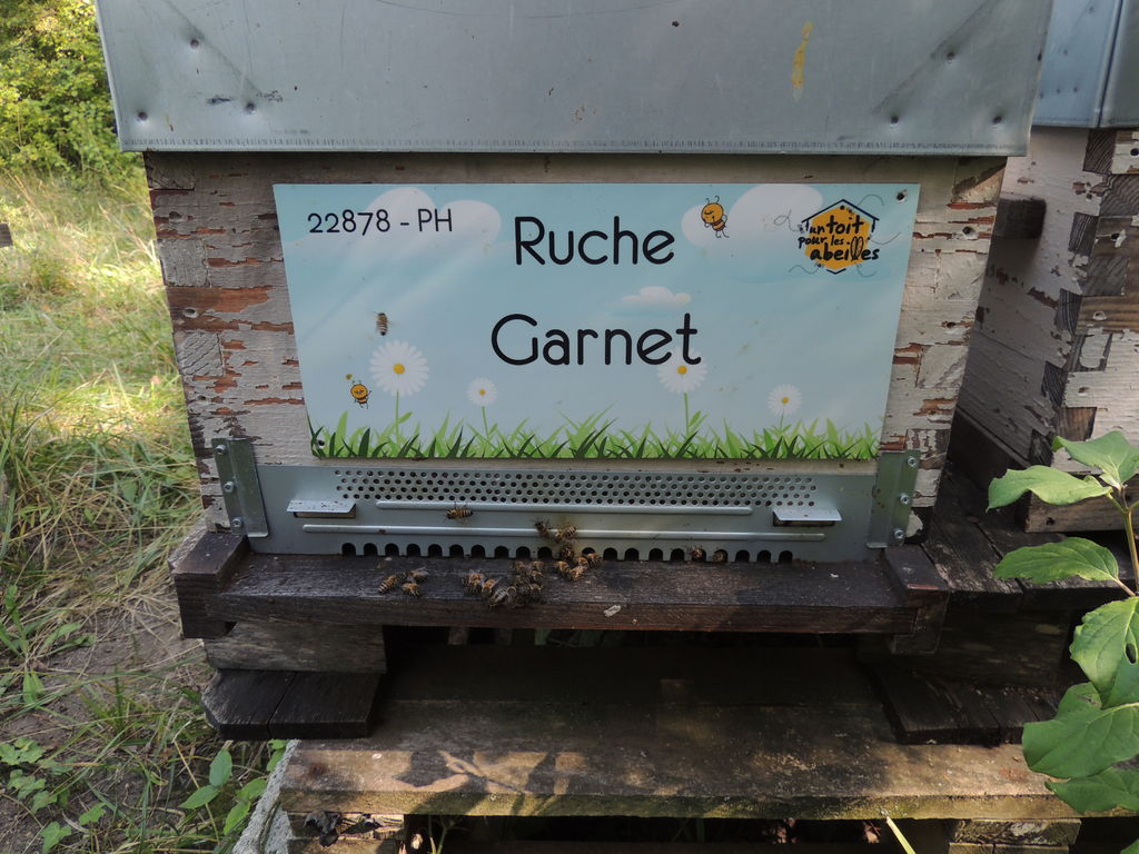 La ruche Garnet