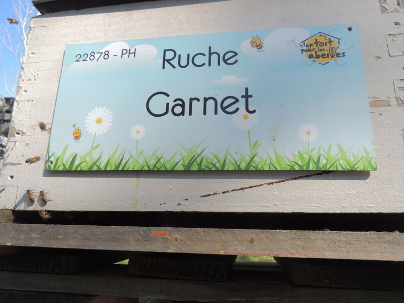 La ruche Garnet