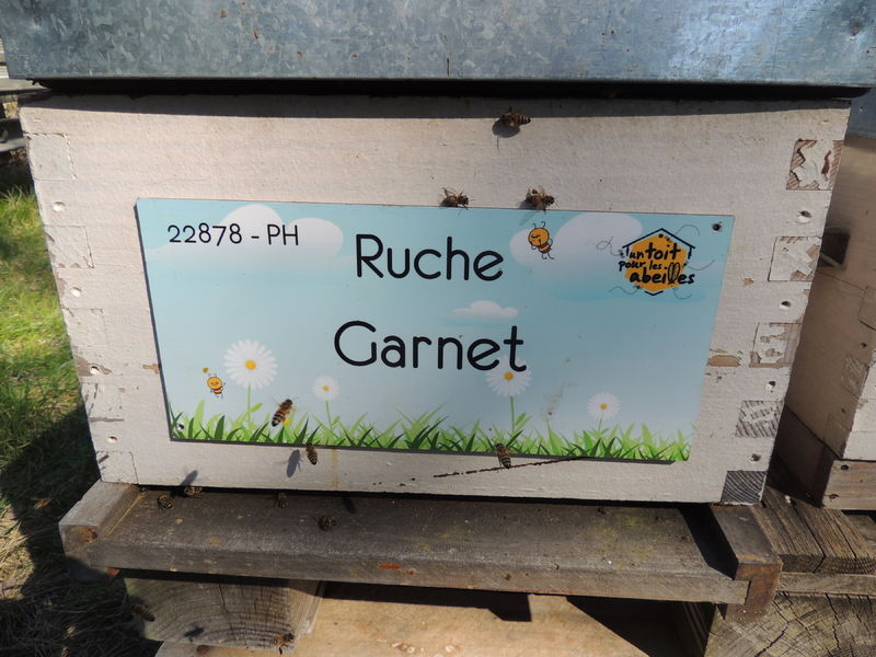 La ruche Garnet