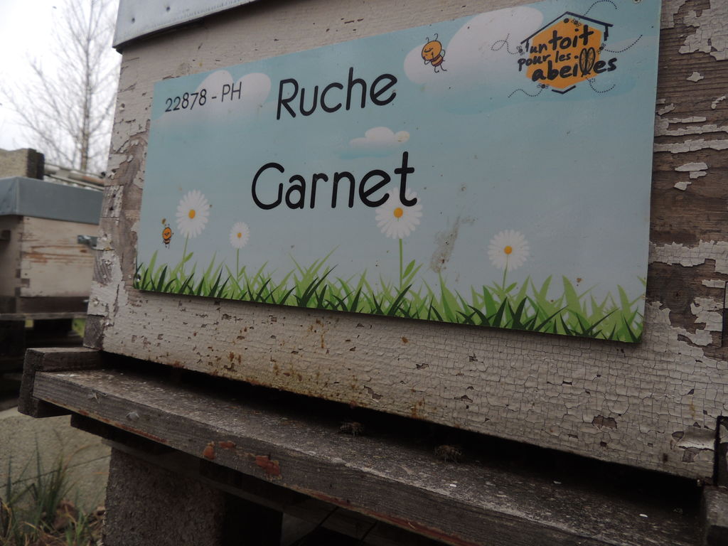La ruche Garnet