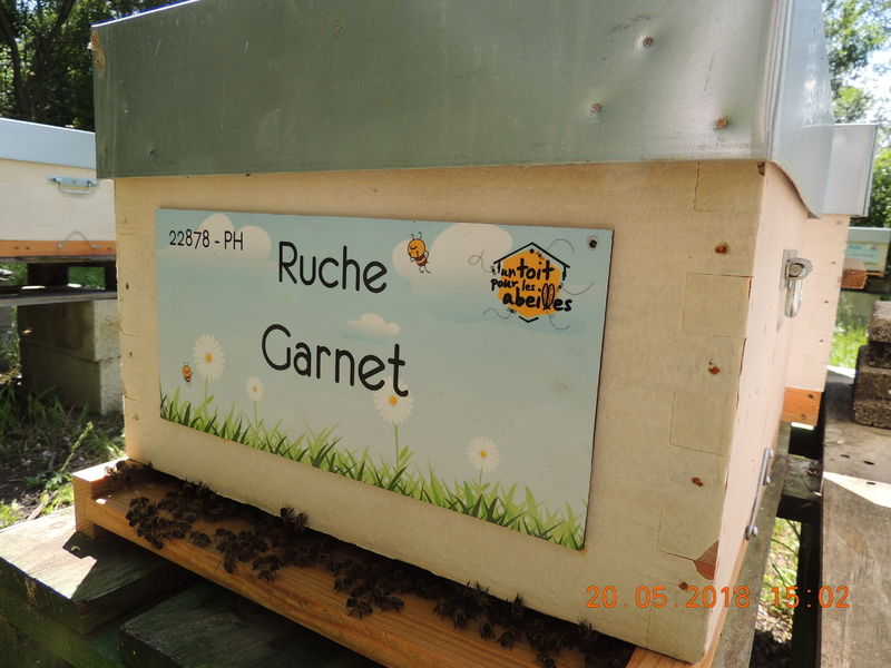 La ruche Garnet
