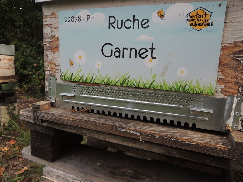 La ruche Garnet