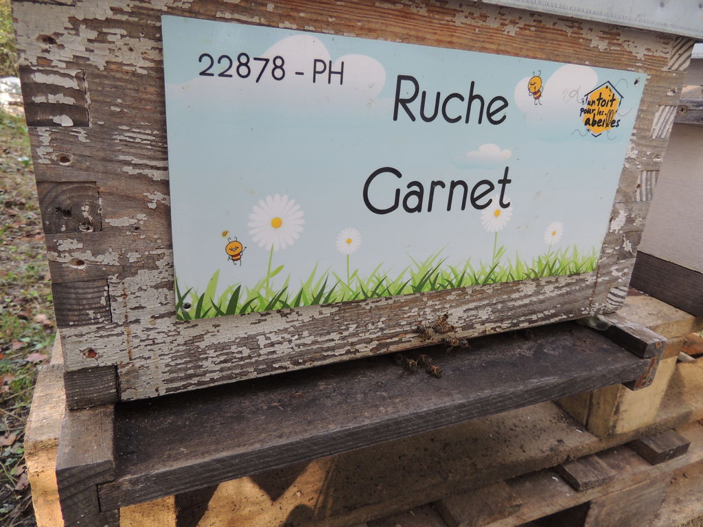 La ruche Garnet