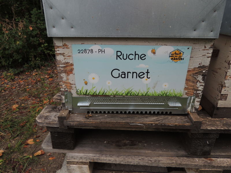 La ruche Garnet