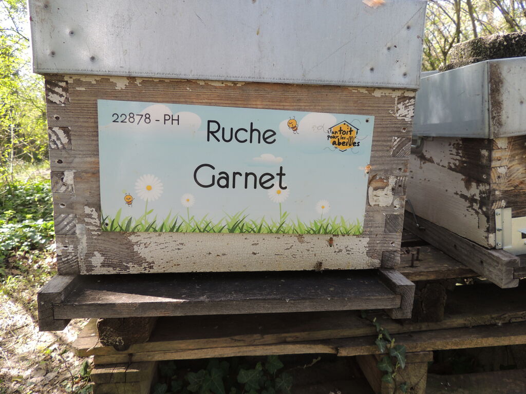 La ruche Garnet