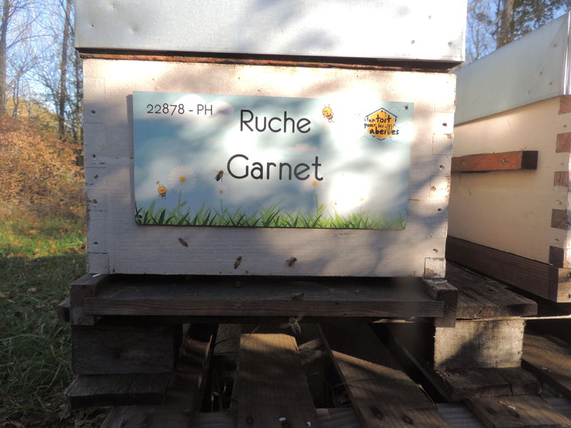 La ruche Garnet