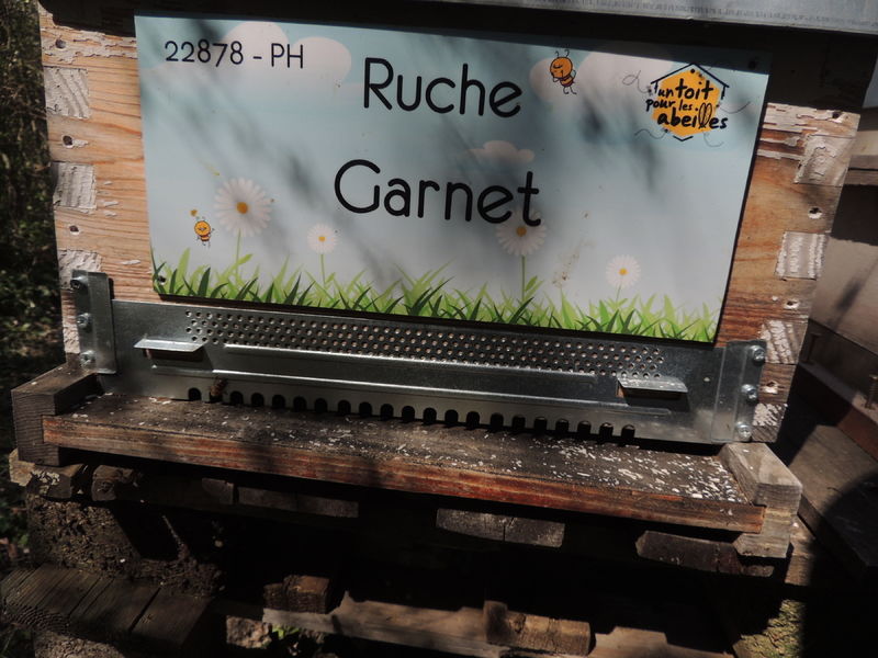 La ruche Garnet
