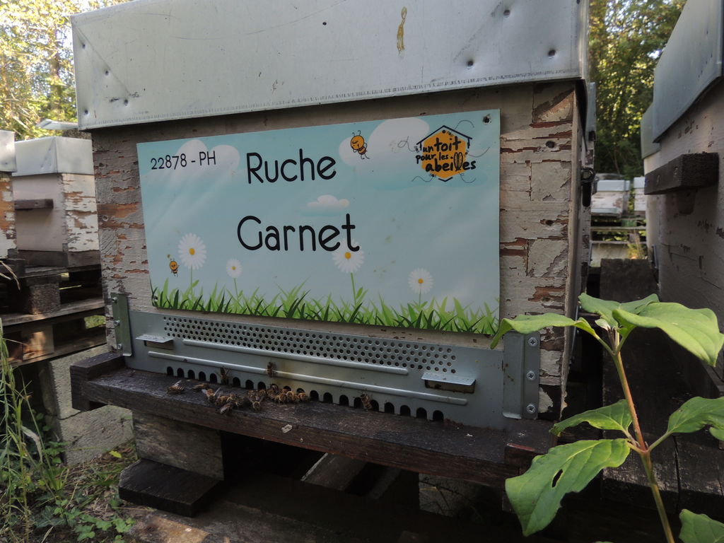 La ruche Garnet