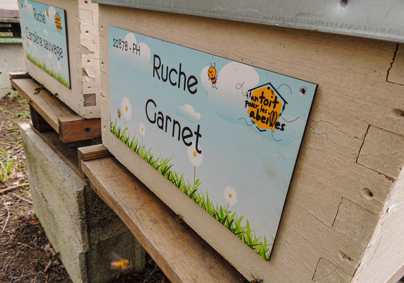 La ruche Garnet