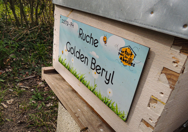 La ruche Golden Beryl