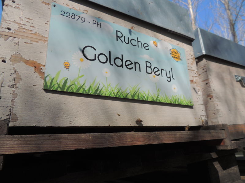 La ruche Golden Beryl