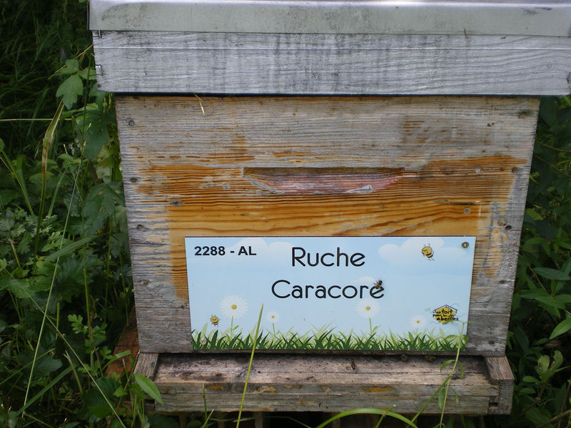 La ruche