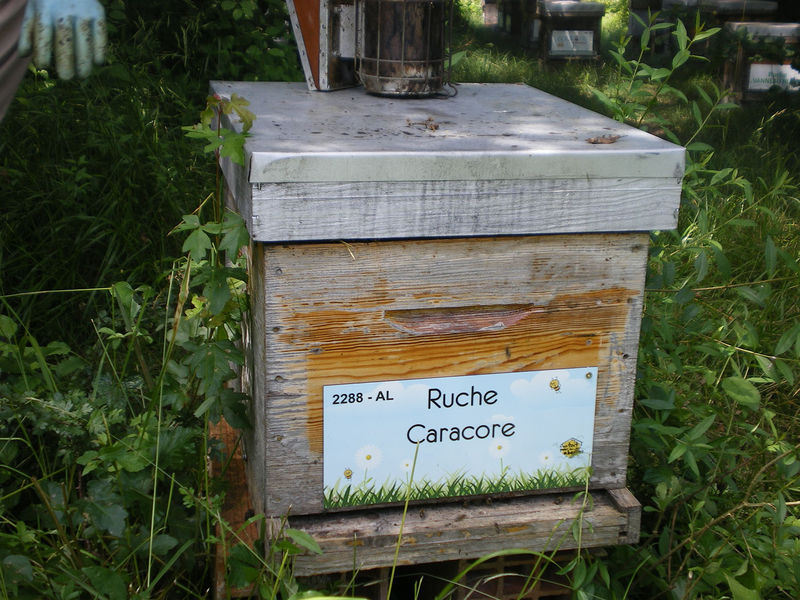 La ruche Caracore
