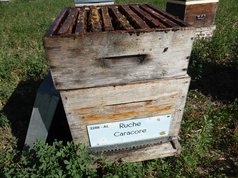 La ruche Caracore