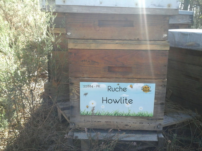 La ruche Howlite