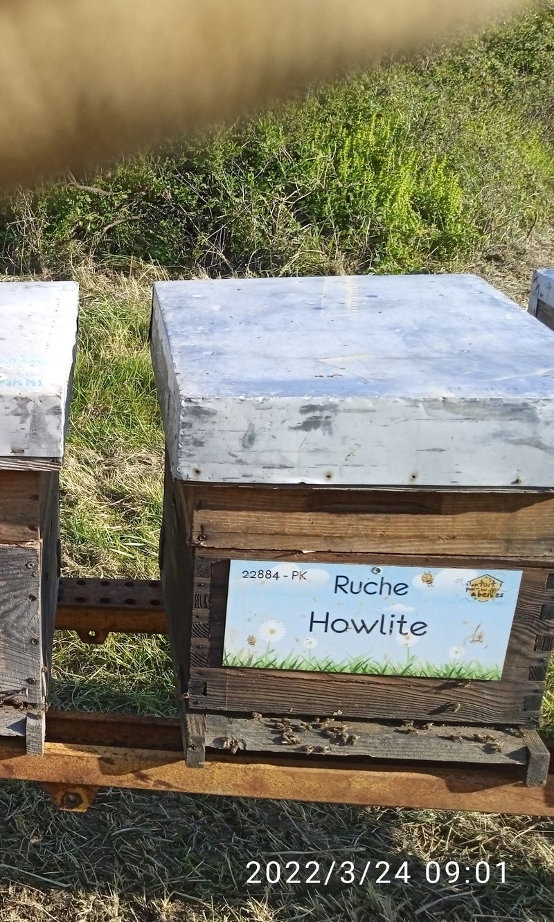 La ruche Howlite