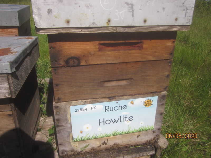 La ruche Howlite