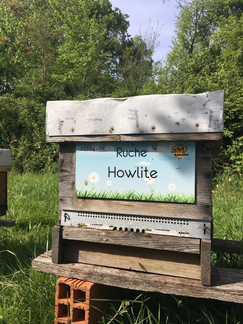 La ruche Howlite