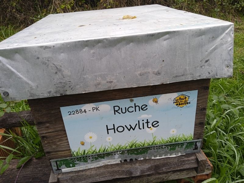 La ruche Howlite