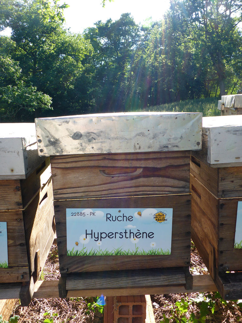 La ruche Hypersthène