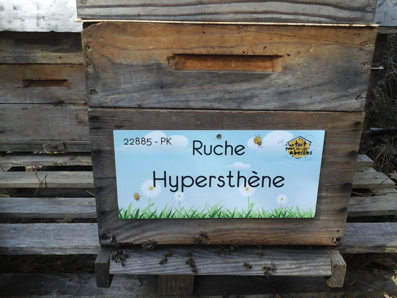 La ruche Hypersthène