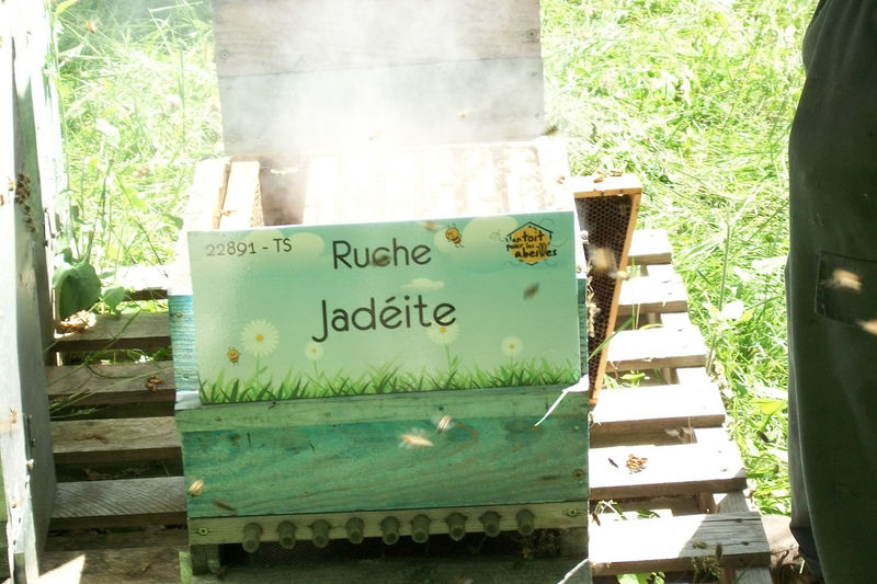 La ruche Jadéite
