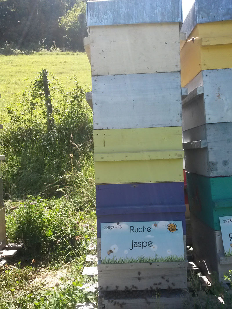 La ruche Jaspe