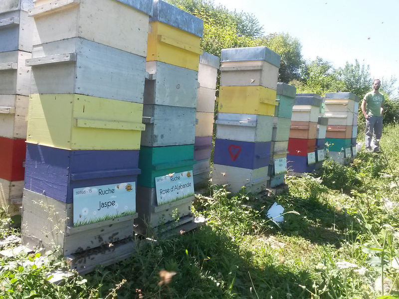 La ruche Jaspe