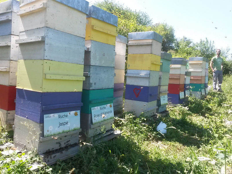 La ruche Jaspe