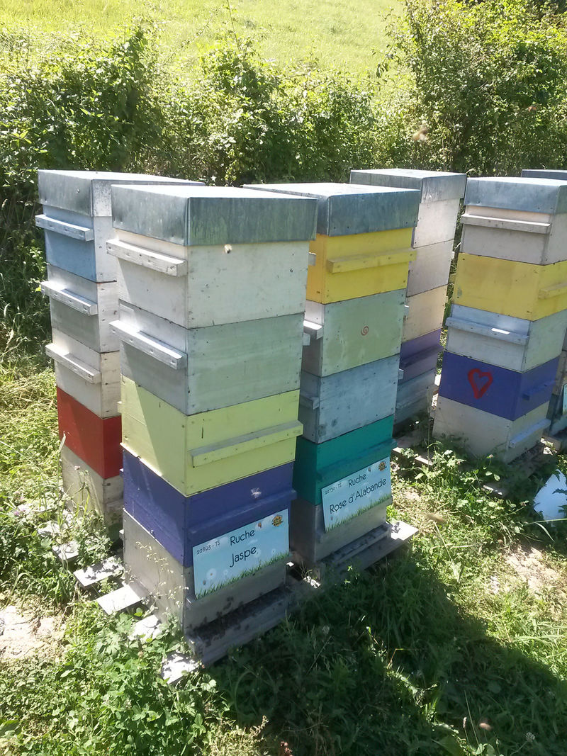 La ruche Jaspe