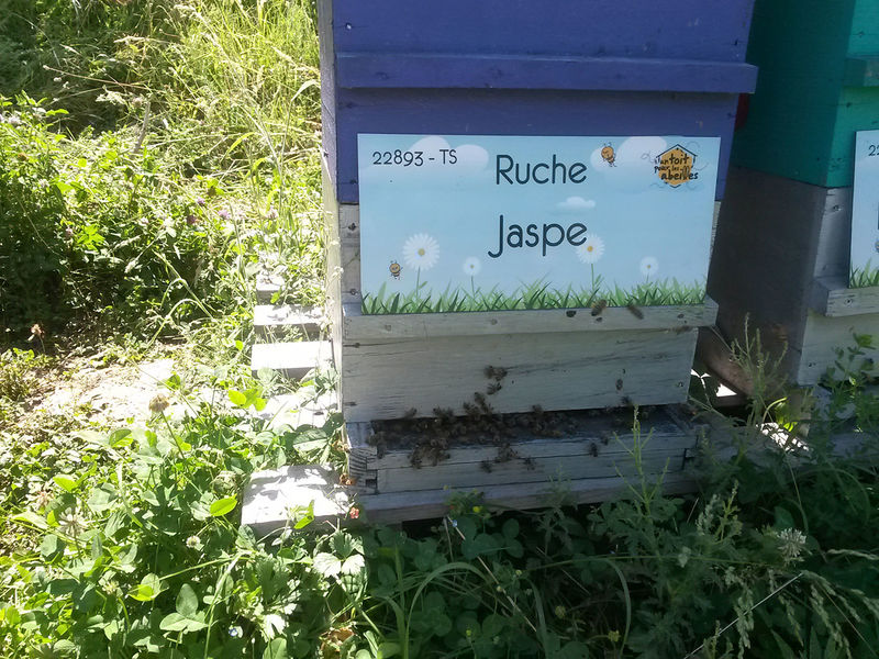 La ruche Jaspe